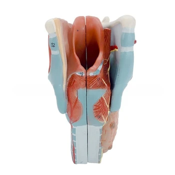 Анатомическая модель гортани Анатомическая модель горла Учебный реквизит