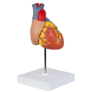 Модель сердца, роскошная копия человеческого сердца в натуральную величину из 2 частей С 34 анатомическими структурами, включает в себя установленную подставку для дисплея.